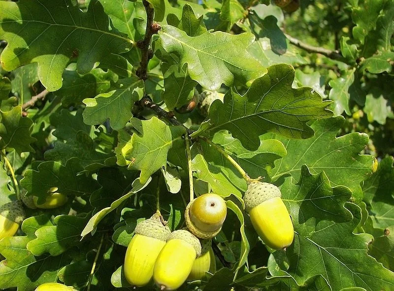 Quercus Robur Fastigiata Koster (Zuileik)-3