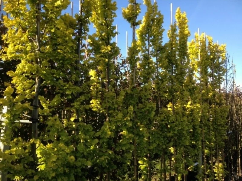 Ulmus Hollandica Wredei (Goudiep Zuilboom)