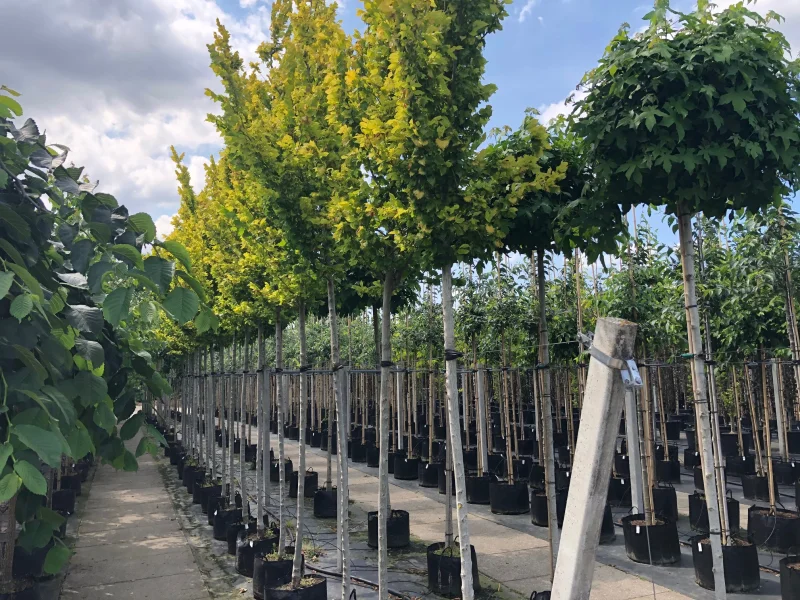 Ulmus Hollandica Wredei (Goudiep Zuilboom)-3