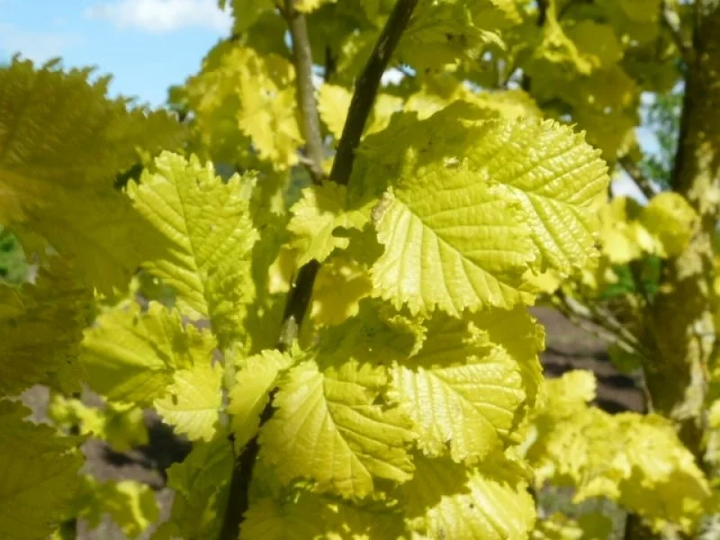 Ulmus Hollandica Wredei (Goudiep Zuilboom)-4