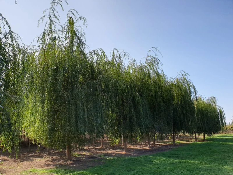 Salix sepulcralis Chrysocoma (Treurwilg)-1