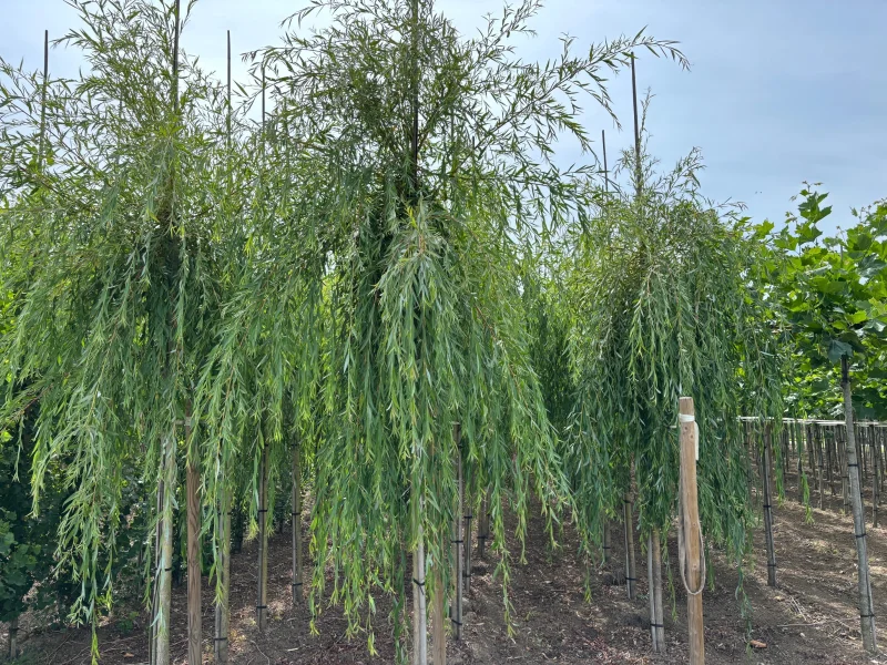 Salix sepulcralis Chrysocoma (Treurwilg)