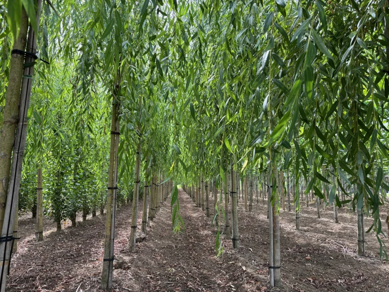 Salix sepulcralis Chrysocoma (Treurwilg)-3