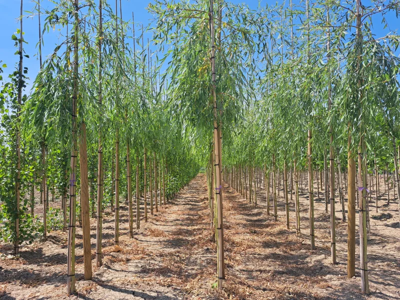 Salix sepulcralis Chrysocoma (Treurwilg)-4
