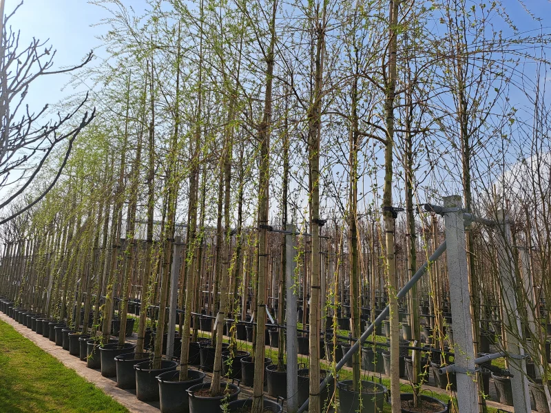 Salix sepulcralis Chrysocoma (Treurwilg)-5