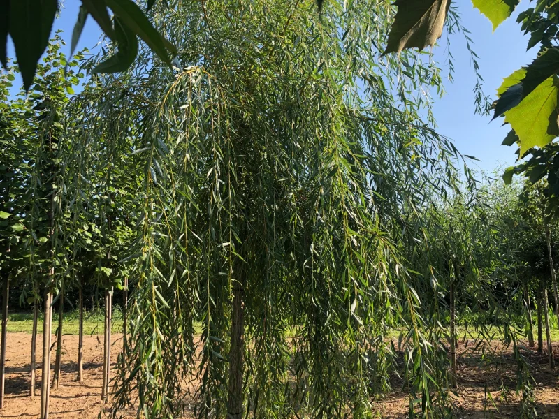 Salix sepulcralis Chrysocoma (Treurwilg)-6