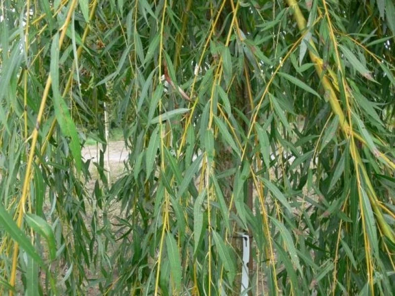 Salix sepulcralis Chrysocoma (Treurwilg)-8