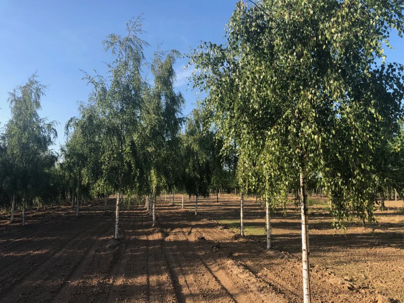 Betula Pendula Tristis (Treurberk)