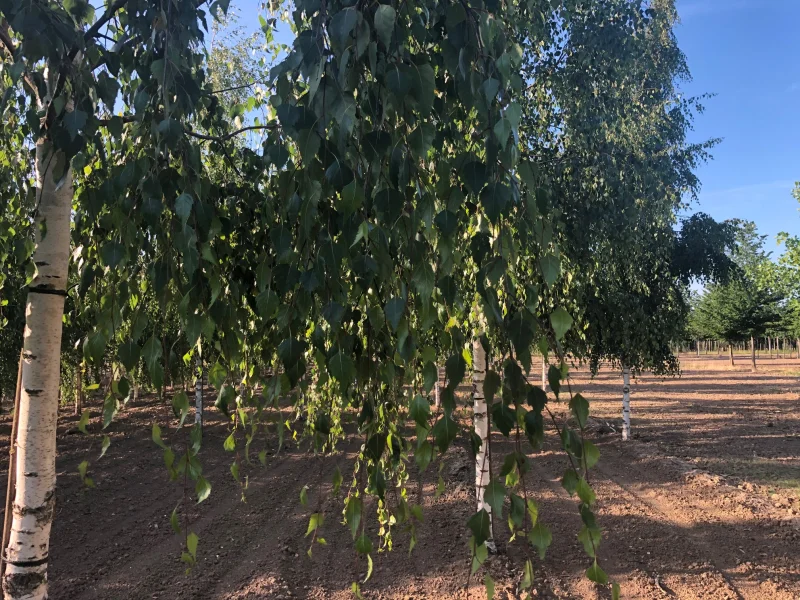 Betula Pendula Tristis (Treurberk)-2