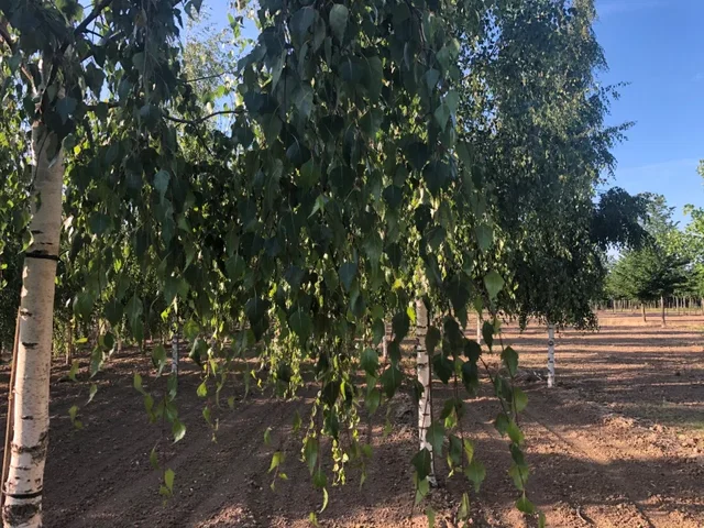 Betula Pendula Tristis (Treurberk)