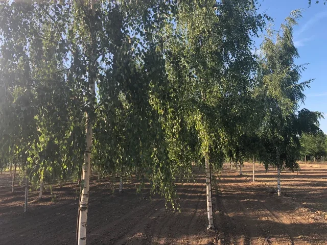 Betula Pendula Tristis (Hängebirke)