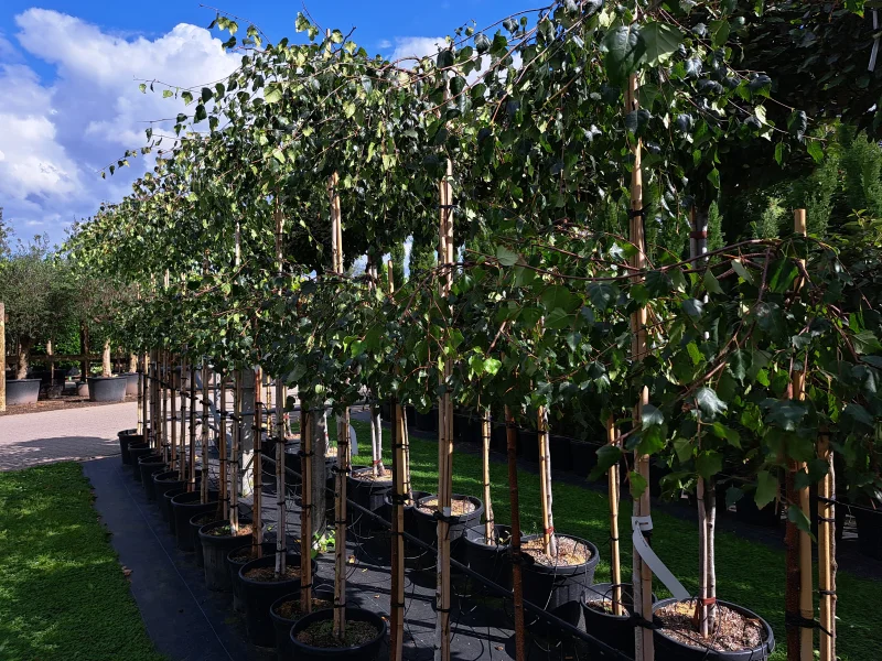 Betula Pendula Youngii (Prieelberk)-1