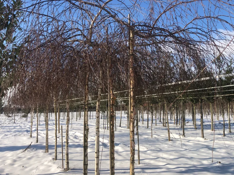 Betula Pendula Youngii (Prieelberk)-2