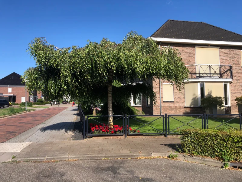 Betula Pendula Youngii (Prieelberk)-3