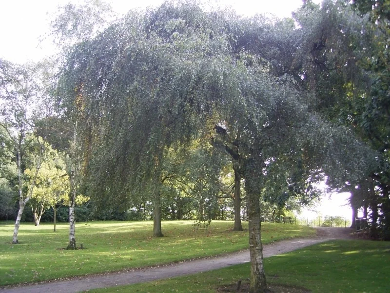 Betula Pendula Youngii (Prieelberk)-4