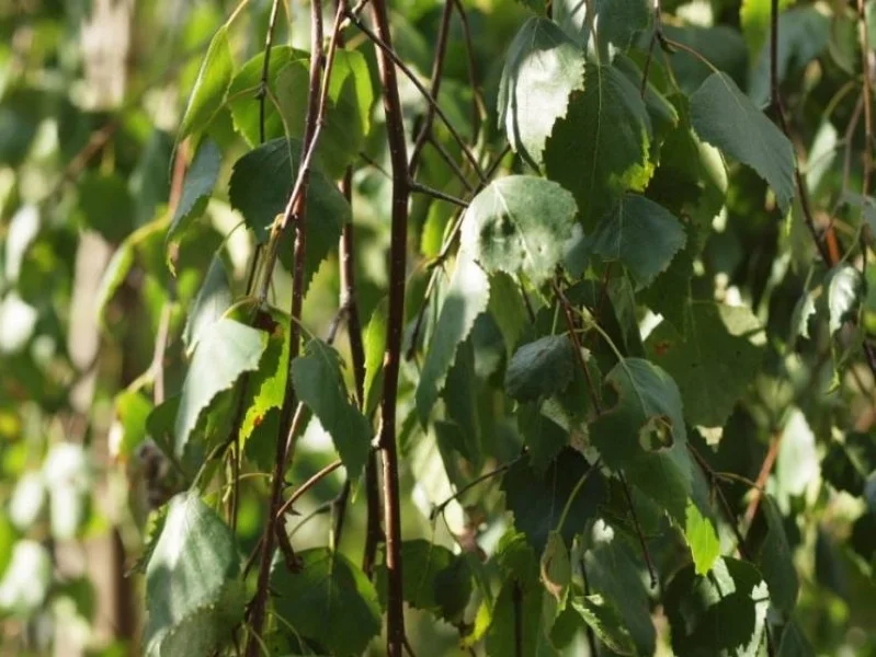 Betula Pendula Youngii (Prieelberk)-5