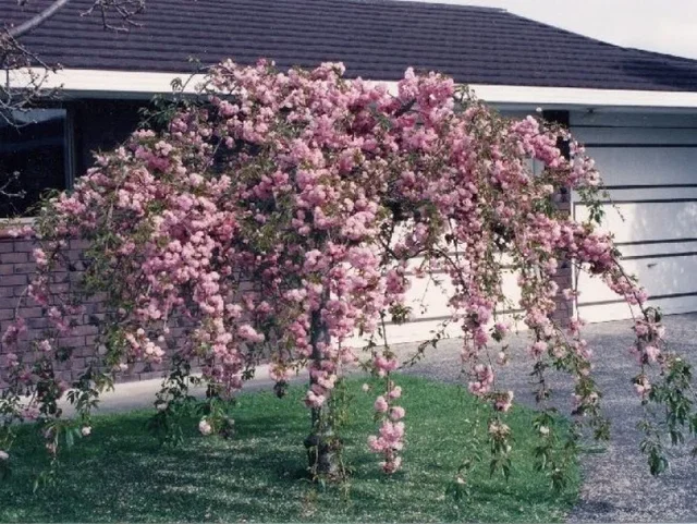 Prunus Kiku Shidare Zakura (Zierpflaume Trauerform)