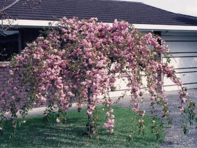Prunus Kiku Shidare Zakura (Sierprunus treurvorm)