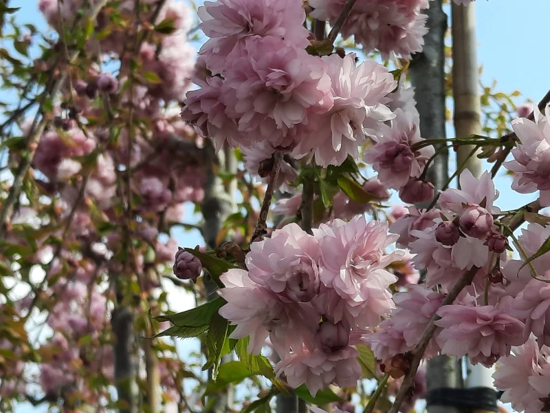 Prunus Kiku Shidare Zakura (Sierprunus treurvorm)-2