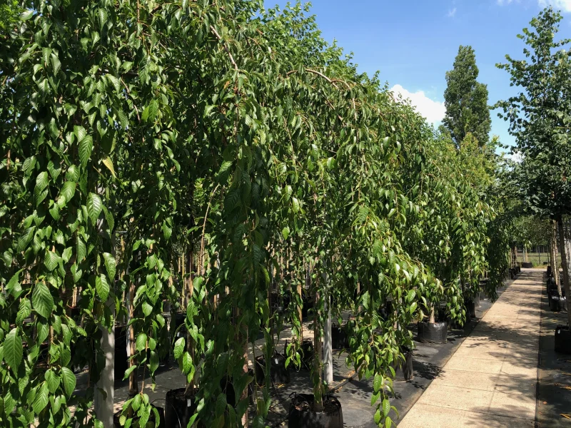 Prunus Kiku Shidare Zakura (Sierprunus treurvorm)-3
