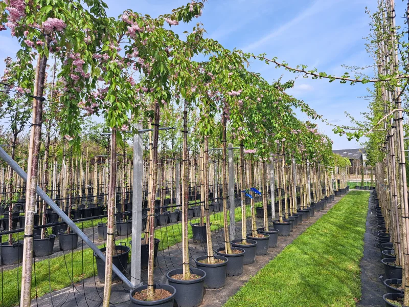 Prunus Kiku Shidare Zakura (Sierprunus treurvorm)-4