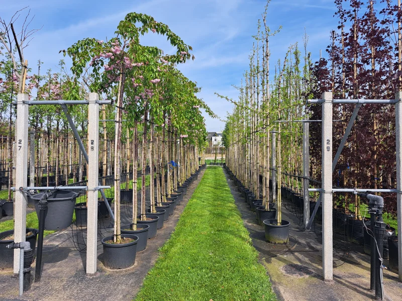 Prunus Kiku Shidare Zakura (Sierprunus treurvorm)-5