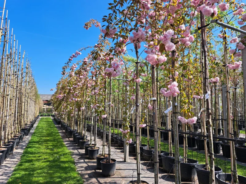 Prunus Kiku Shidare Zakura (Sierprunus treurvorm)-6