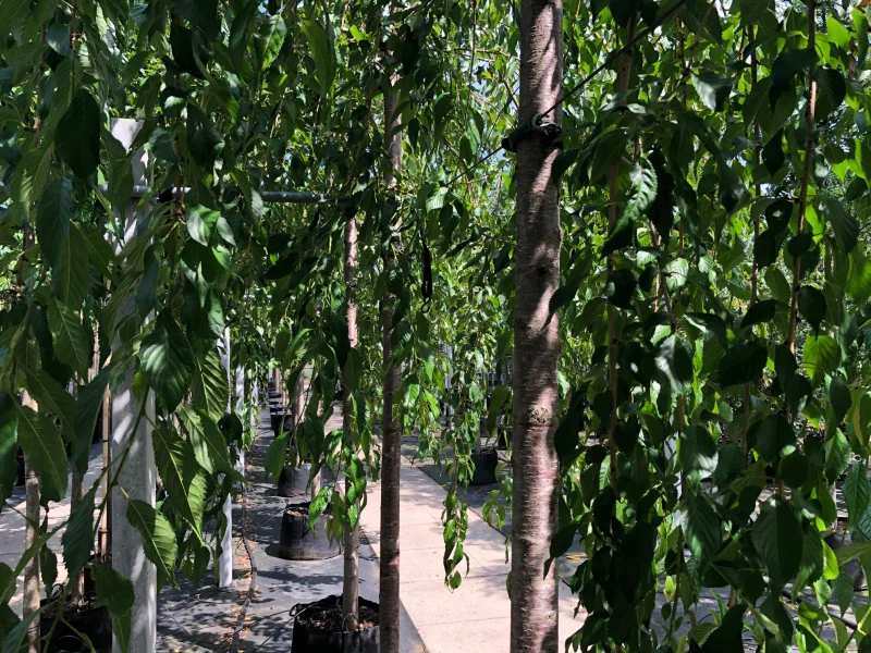 Prunus Kiku Shidare Zakura (Sierprunus treurvorm)-8