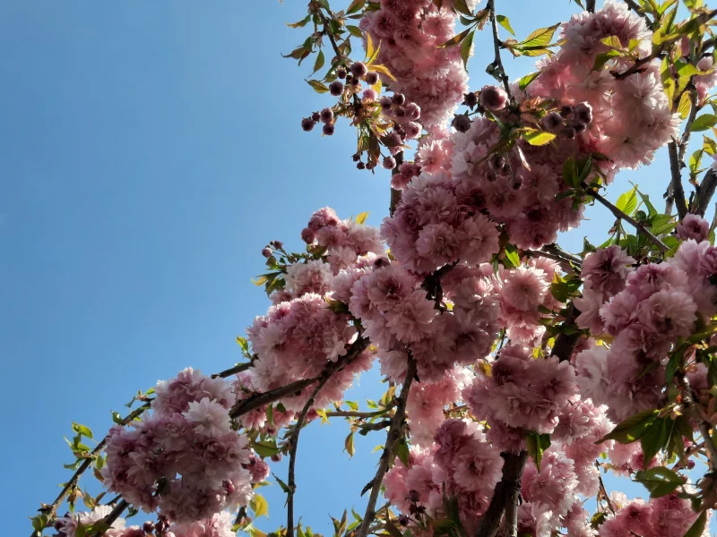 Prunus Kiku Shidare Zakura (Sierprunus treurvorm)-9