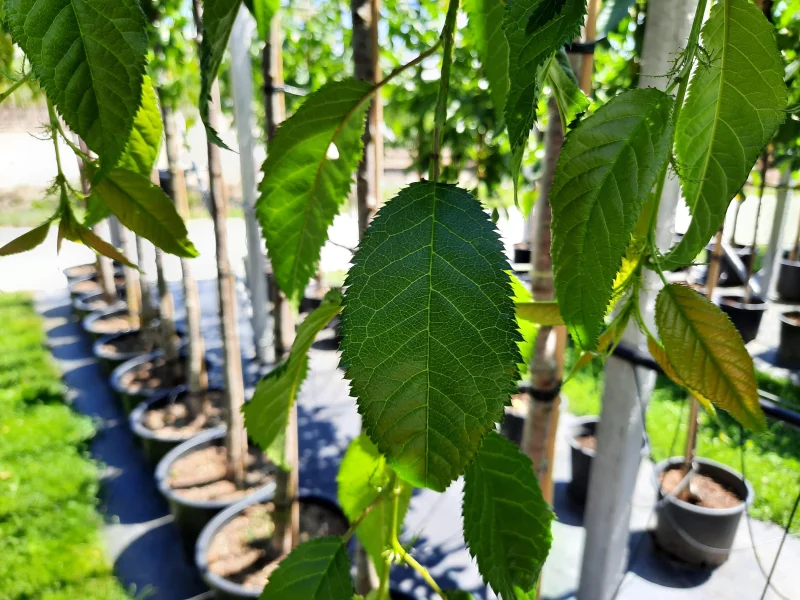 Prunus Kiku Shidare Zakura (Sierprunus treurvorm)-10