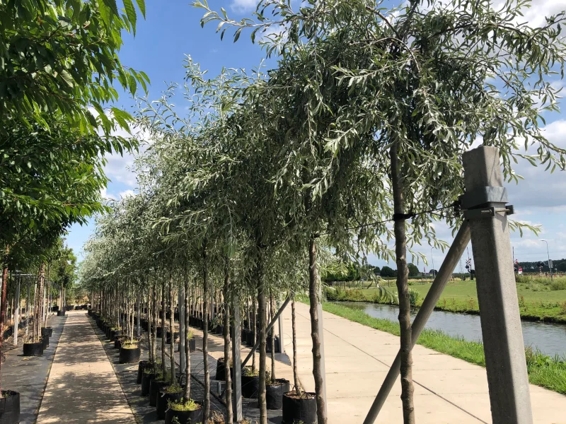 Pyrus Salicifolia Pendula (Treursierpeer)-1