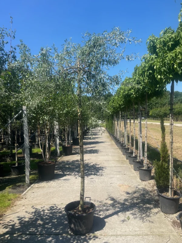 Pyrus Salicifolia Pendula (Treursierpeer)-3