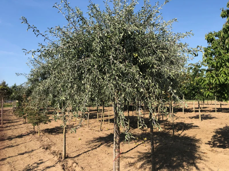 Pyrus Salicifolia Pendula (Treursierpeer)-4