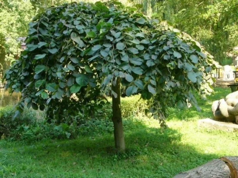 Ulmus Pendula (Treuriep)