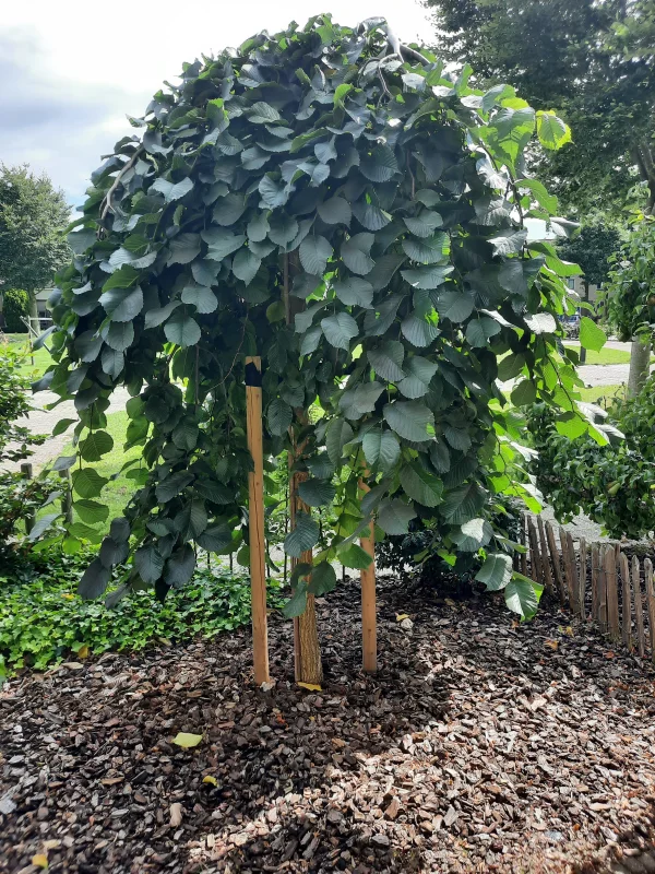 Ulmus Pendula (Treuriep)-3