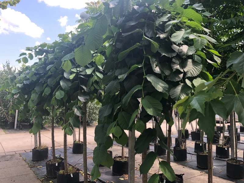 Ulmus Pendula (Treuriep)-4