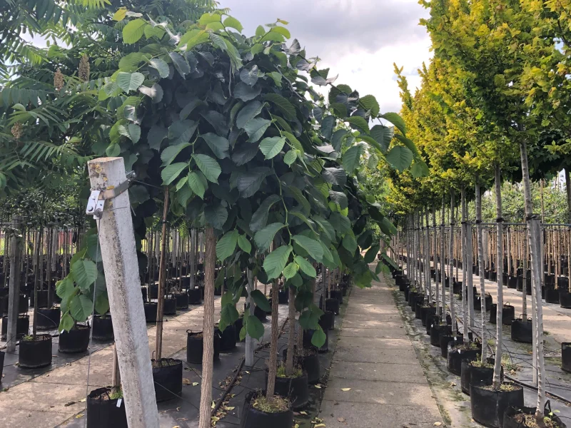 Ulmus Pendula (Treuriep)-5