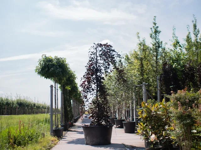 Fagus Sylvatica Purpurea Pendula (Hängebuche)