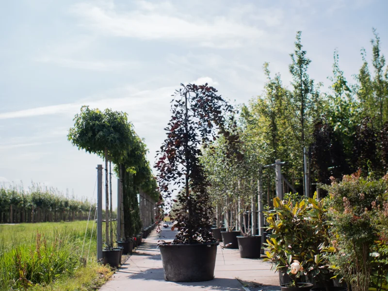 Fagus syl. Purpurea Pendula (Rode Treurbeuk)