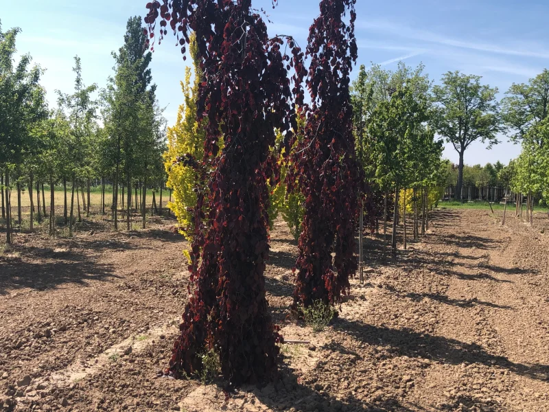 Fagus syl. Purpurea Pendula (Rode Treurbeuk)-2