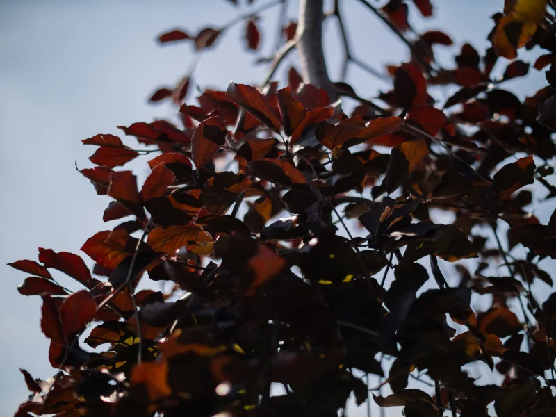 Fagus syl. Purpurea Pendula (Rode Treurbeuk)-4