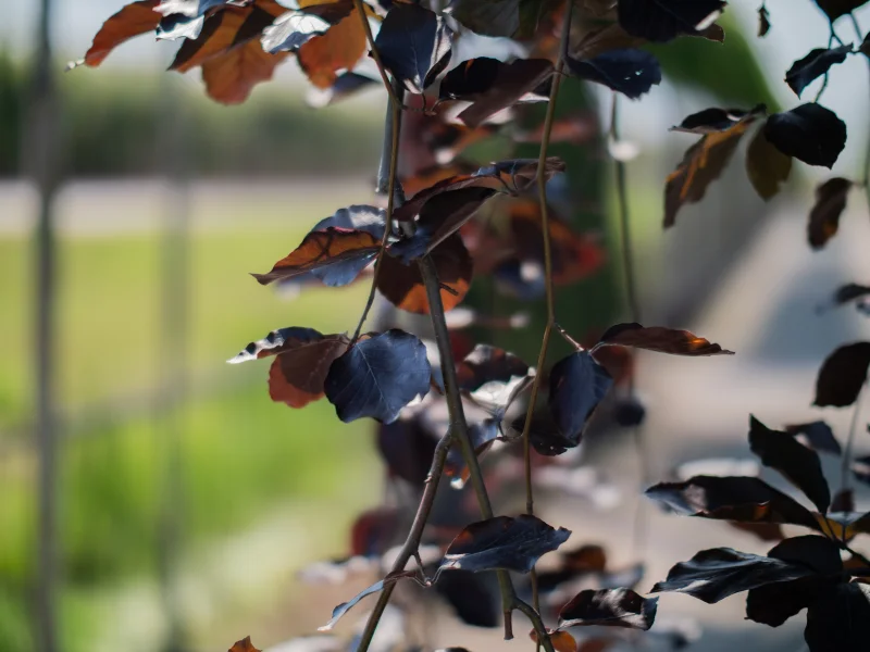 Fagus syl. Purpurea Pendula (Rode Treurbeuk)-5