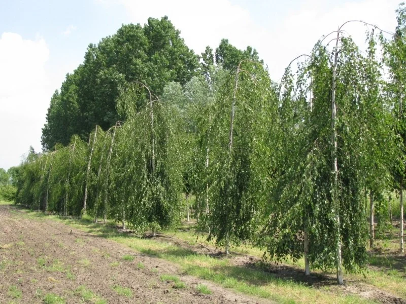 Fagus Sylvatica Pendula (Groene Treurbeuk)-1