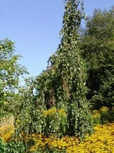 Fagus Sylvatica Pendula (Groene Treurbeuk)