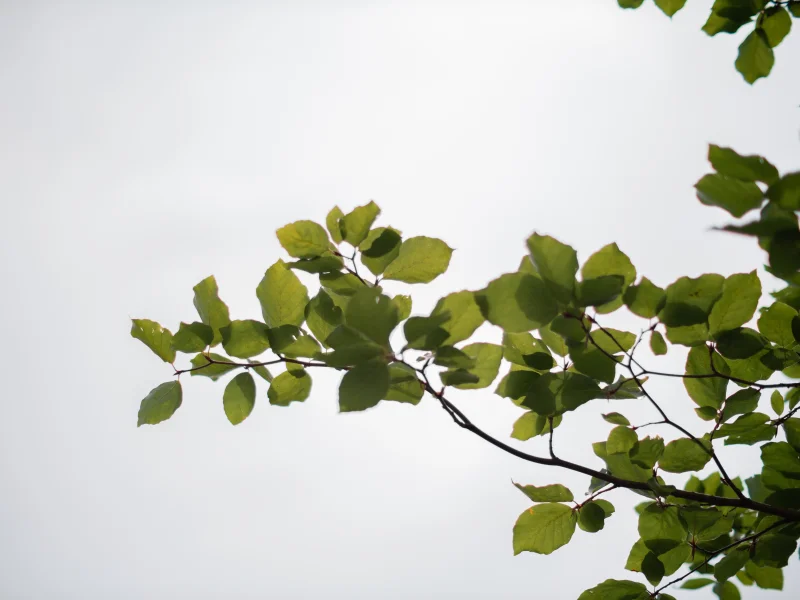 Fagus Sylvatica Pendula (Groene Treurbeuk)-4