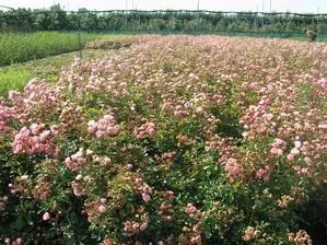 Rosa Fairy Roze (Roos)