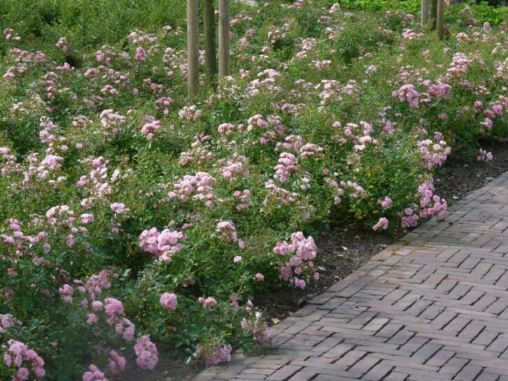 Rosa Fairy Roze (Roos)