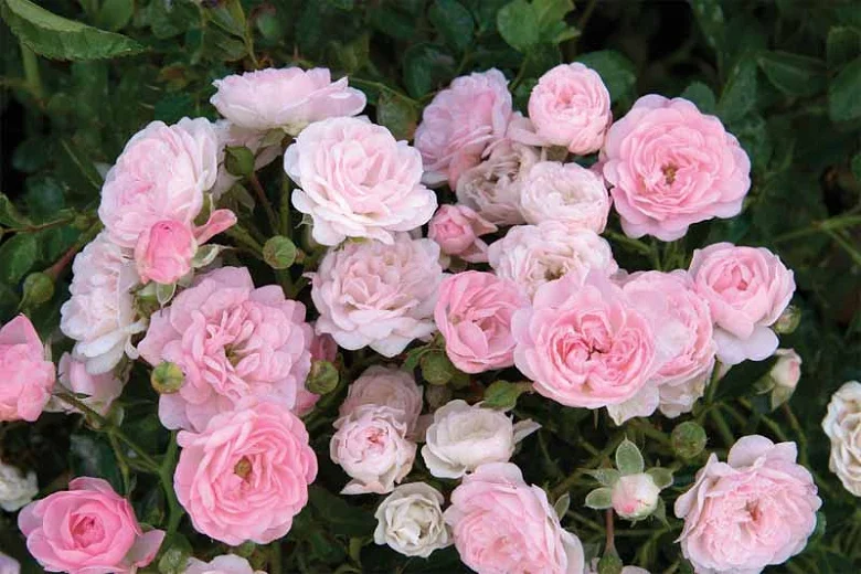 Rosa Fairy Roze (Roos)-3