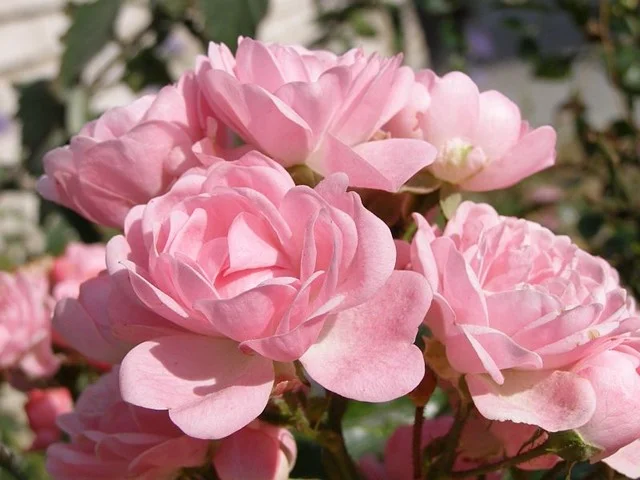 Rosa Fairy Roze (Roos)-4