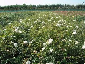 Rosa Fairy Wit (Roos)